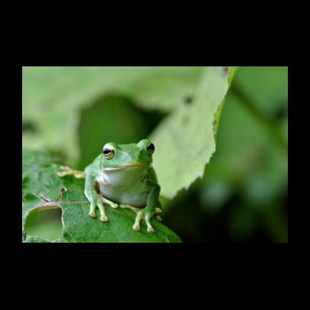 La faune et la flore du marais breton vendéen