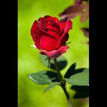 Au nom de la rose !