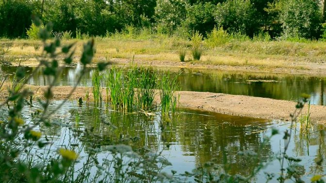 Les noues des Sentiers du Marais à Saint-Jean-de-Monts